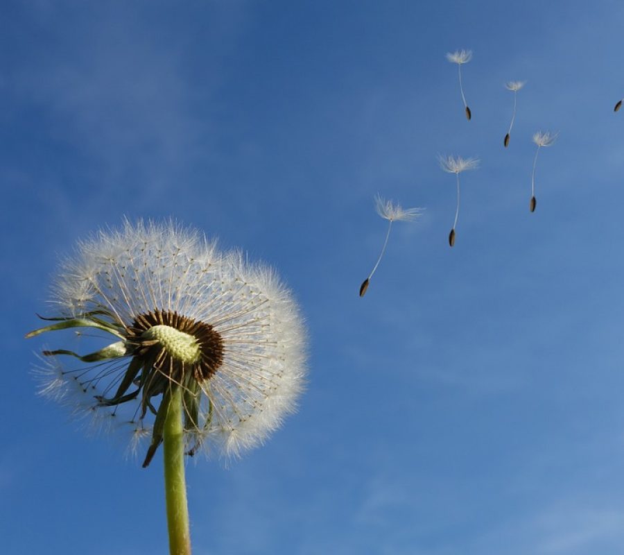 dandelion-463928_960_720